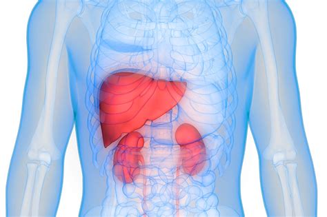 liver vs kidney