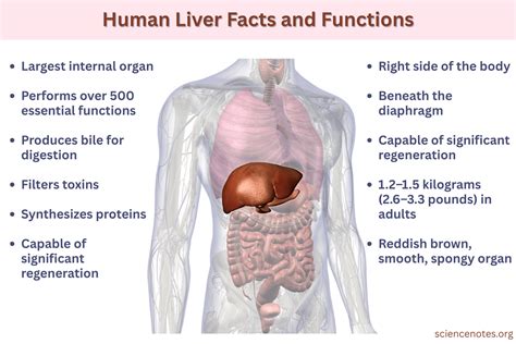 Liver Function