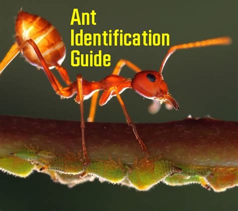 livery of ants