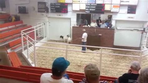 livestock auction for goats