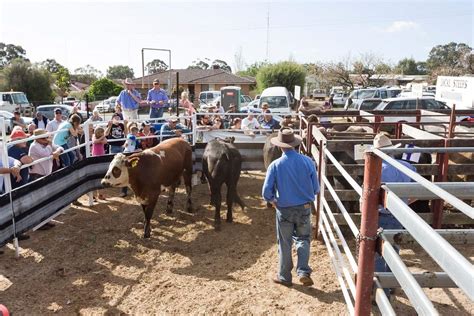 livestock auctions near me schedule