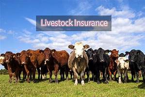 Livestock Farmers Insurance