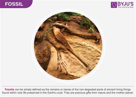 Living Fossil Definition