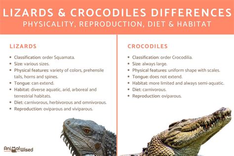 lizard and alligator diagram