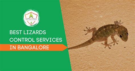 Lizard Control Bangalore