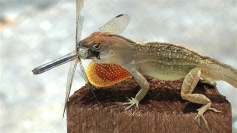 Lizard Eating Dragonfly