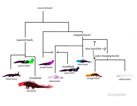 Lizards In An Evolutionary Tree
