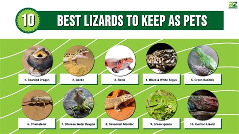 Lizards To Keep