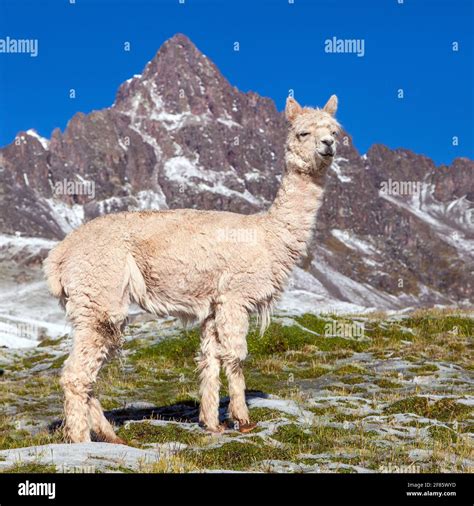 llama andes