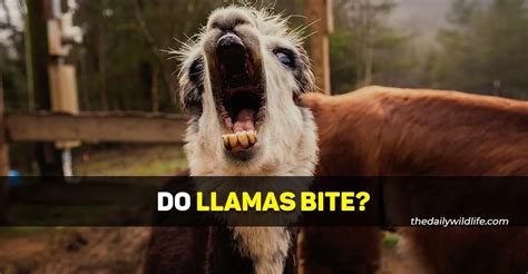 llama bite treatment