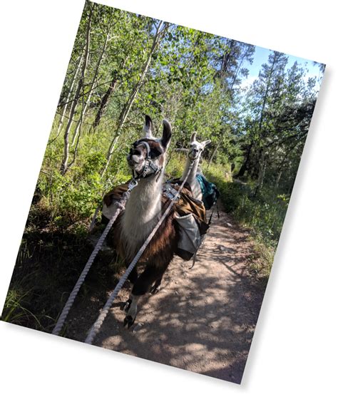 Arizona Hiking RIM COUNTRY LLAMA HIKES