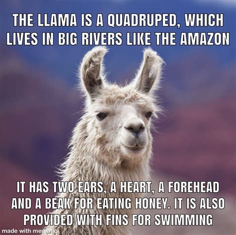 Pin by Jennifer McElhannon on Forteana Funny llama, Llama, Alpaca funny