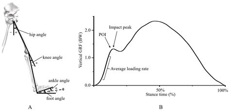 Loading Rate Biomechanics