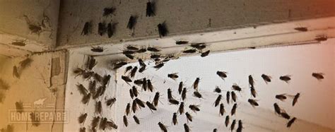 varhanici.info:loads of flies in my attic