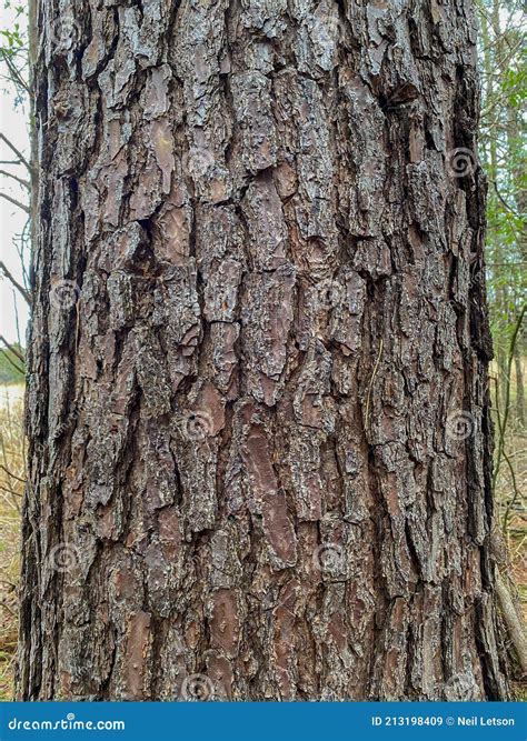 loblolly pine tree bark