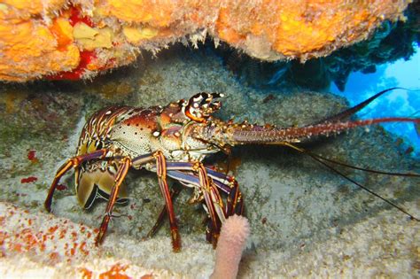fresh catch lobster season udner the sea grand isle resort