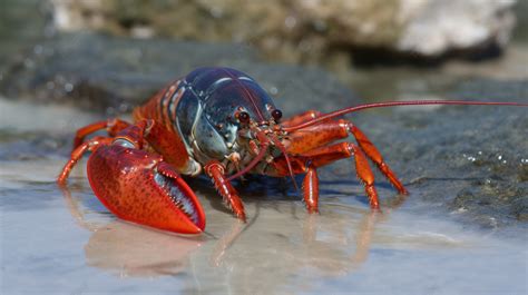 Lobster Merah Besar