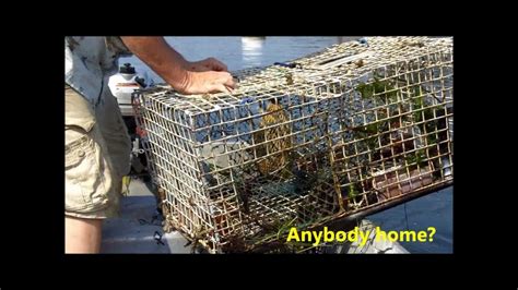 Lobster Trap Bait