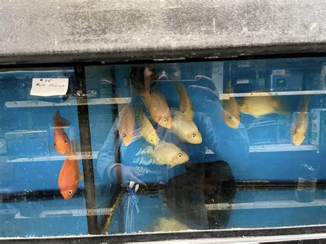 local fish stores around me