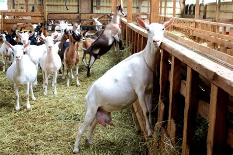 local goat milk farm