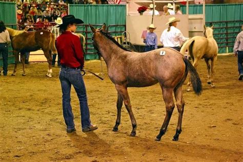 local horse auctions near me
