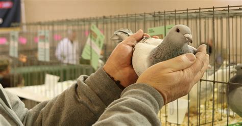 local pigeon clubs near me