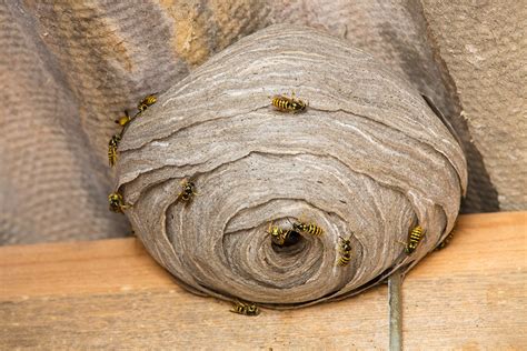 local wasp nest removal near me