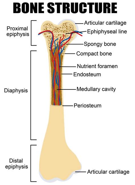 location of cancellous bone