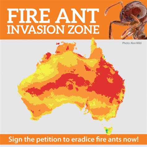 location of fire ants in qld