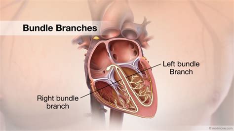 location of right and left bundle branches