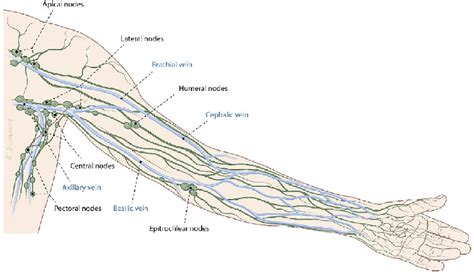 Locations Of The Arm