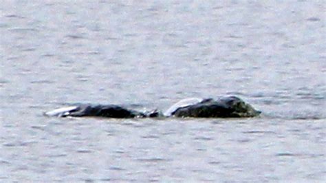 loch ness monster news