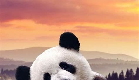 Black white panda face iphone wallpaper phone background