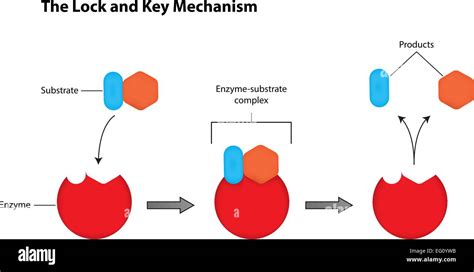 Lock-And-Key Mechanism Meaning