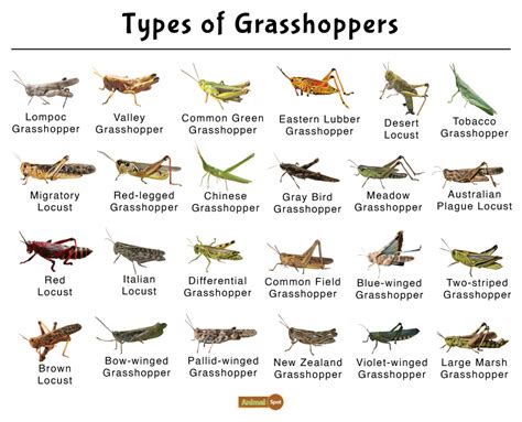 Locust Chart Grasshopper Types