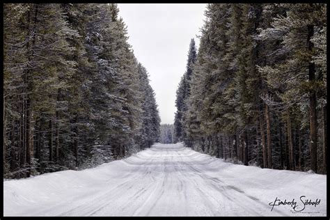Lodgepole Road