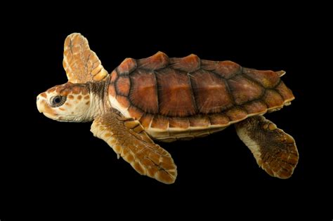 loggerhead sea turtle images