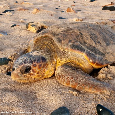 loggerhead sea turtle list