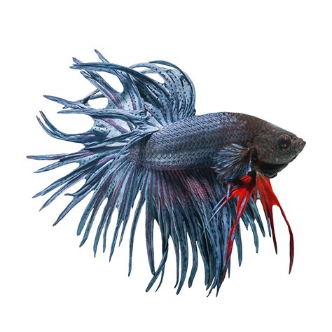 Free Base Betta CrownTail Logo For You All Pecinta Ikan