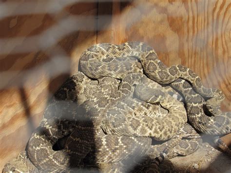 lometa rattlesnake roundup 2023