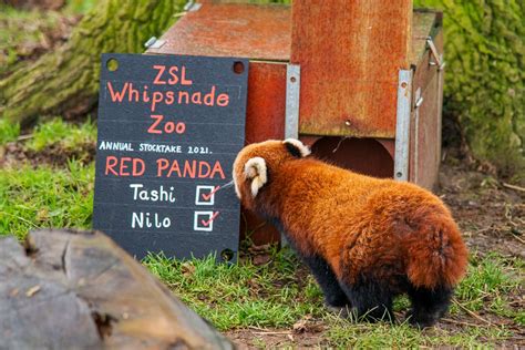 london zoo red panda