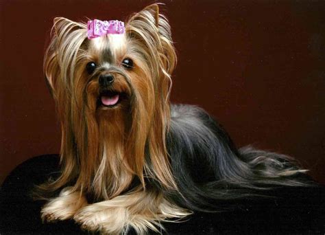 75 Yorkie Haircut Ideas and All You Need To Know About