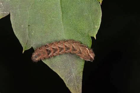 Long Brown Caterpillar