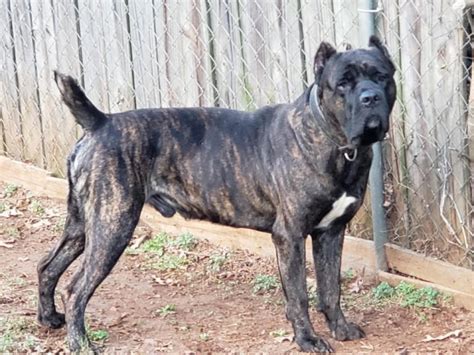 Long Coat Cane Corso