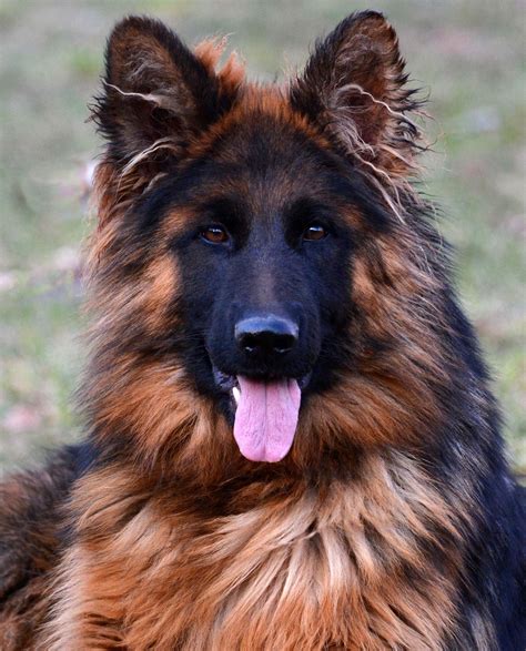 long coated german shepherds