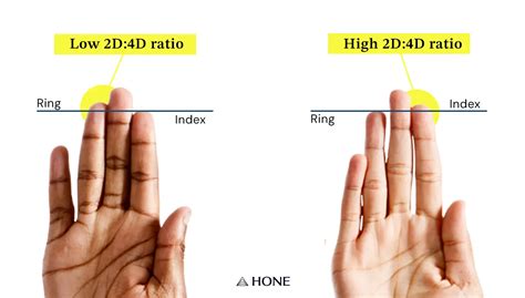 Long Fingers Testosterone