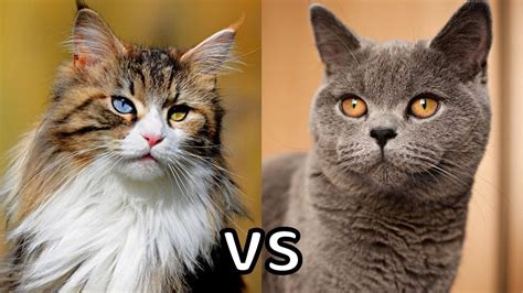  79 Ideas Long Hair Vs Medium Hair Cat Trend This Years