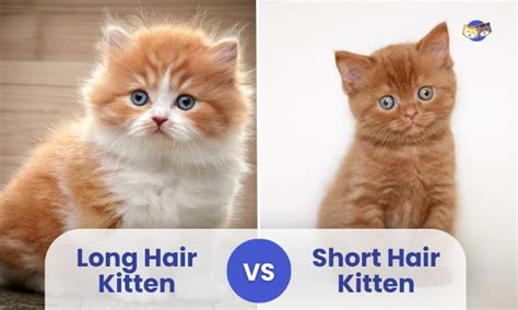  79 Gorgeous Long Hair Vs Medium Hair Kitten For Bridesmaids