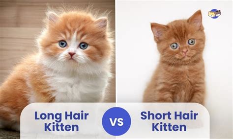  79 Ideas Long Hair Vs Short Hair Kitten For Long Hair