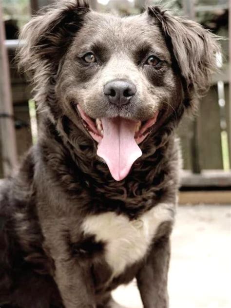 long haired american pit bull terrier